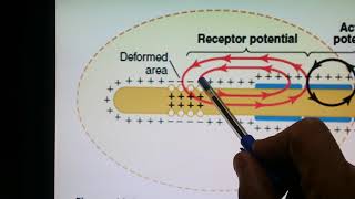 Stimulation of Pacinian corpuscles  Medical Physiology [upl. by Warrenne228]