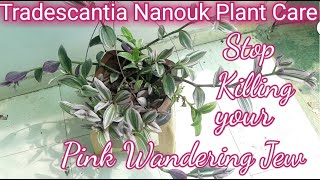 Tradescantia Nanouk Plant Care  Pink wandering Jew  ऐसे करो tradescantia nanouk की देखभाल 🌿 💁 [upl. by Eidarb]