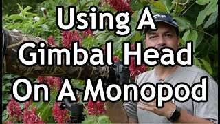 Using A Gimbal Head On A Monopod [upl. by Eward]