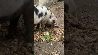 Bentheimer Landschwein Schwein Detmold Freilichtmuseum Prost Guten Appetit [upl. by Alica]