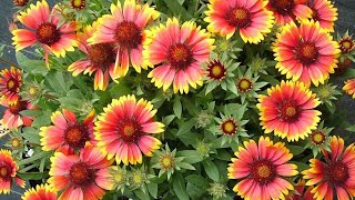 Gaillardia Flowergaillardianaturebeautifulflowersshortvideonaturebeautychannelnaturbeauty [upl. by Mani]