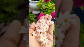 Plant Hindi song gardening love plantlover music ytshorts [upl. by Roydd]