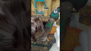 Hamare company pigeon lover 😍pigeon kabootar kabutar fancykabutar [upl. by Sumahs223]