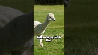 Alpaca interesting facts alpaca alpacafacts animals [upl. by Yelrak]