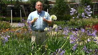 Graceful agapanthus come in different sizes [upl. by Elocel848]