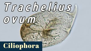 Trachelius ovum Ciliophora or Ciliate [upl. by Airam]