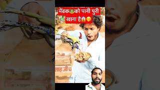 मेढक🐸Panipuri खाना है😱🫢shorts funny comedy food story animals frogs nature wildlife [upl. by Asylem]