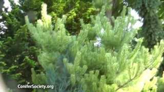 Japanese Red Pine  Pinus densiflora  Burkes Red Variegated American Conifer Society [upl. by Danit84]