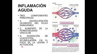 ANATOMIA PATOLOGICA  INFLAMACION AGUDA FENOMENOS VASCULARES Y MEDIADORES QUIMICOS  DR FLECHA [upl. by Nnyrat]