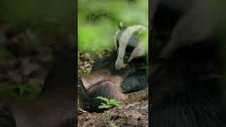 Unbelievable Honey Badger Facts The Worlds Most Fearless Animal Revealed [upl. by Shaw241]