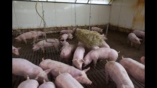 Tiergerechte Schweinehaltung  Intelligente Sortierschleuse in der Großgruppe  HL [upl. by Tnaryb]