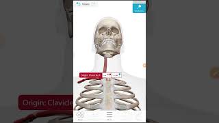 Clavical Sternocleidomastoid muscle origine and insertion BD CHAURASHIA Anatomy upper limb vol 1 [upl. by Yawnoc]