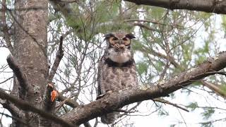 Greathorned Owl Hooting away in Broad Daylight [upl. by Noizneb423]