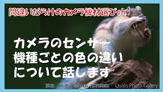 間違いだらけのカメラ機材選びch 「カメラのセンサー機種ごとの色の違いについて話します」 [upl. by Gotthard340]