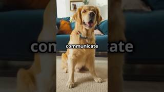 5 Fun Differences Between Cats and Dogs [upl. by Capone]