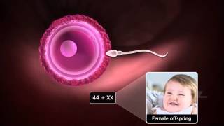 Grade12 Fertilisation amp Implantation2 [upl. by Eannyl629]