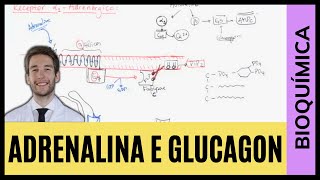 ADRENALINA E GLUCAGON SINALIZAÇÃO INTRACELULAR [upl. by Gavette]