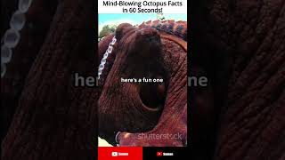 Mind Blowing Octopus Facts in 60 Seconds [upl. by Chicoine552]