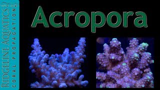 Acropora [upl. by Aisinoid]