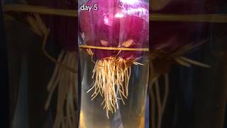 TIME LAPSE onion growing for 17 days in 12 seconds  more videos on seedlapse [upl. by Meriel]