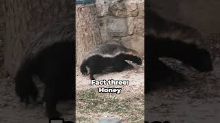 Honey Badger 5 Facts Thatll Blow Your Mind [upl. by Carter]