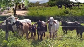 SÃ“ NA CULTURA DA MACAÃšBA E ARUERA  PREÃ‡O DE OCASIÃƒO  TERRA BOA DE ÃGUA TOCANTINS  R 45 MIL ALQ [upl. by Nosemaj152]