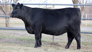 Lot 31 BRU22T31 Hillview Angus 2024 [upl. by Alehtse]