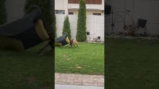 1vs1Malinois vs matres [upl. by Adallard]