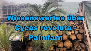 Wissenswertes über Cycas revoluta  Palmfarn [upl. by Adnwahsal15]