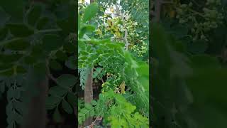 moringa sahjan ke fayde  moringa beneficial hai ki Phool pattiyon fal ka prayog kar sakte hain [upl. by Sileas]