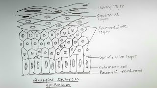 How to draw stratified squamous epithelium  easy way [upl. by Donall946]