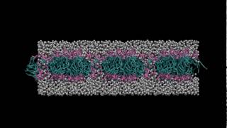 Spontaneous DPPC lipid bilayer formation using MD simulations [upl. by Rori401]