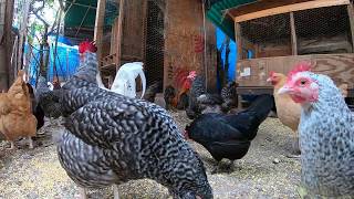 Back Yard Chickens Continuous Footage Rooster Crowing Hens Clucking [upl. by Enorahs]