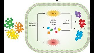 Metabolism Anabolism and Catabolism [upl. by Ardnasella629]