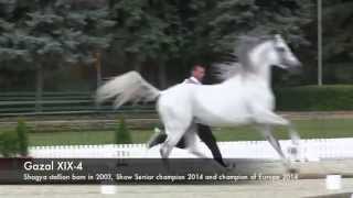 Shagya stallion GAZAL XIX4 [upl. by Kenaz277]