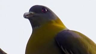 Green Pigeon  A Bird With Unrivalled Voice [upl. by Nomyad]