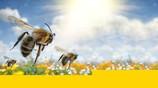 Le 20 mai Journée mondiale des abeilles [upl. by Chemarin]