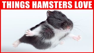 14 Things Hamsters Love the Most [upl. by Yblehs40]