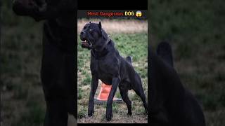 Most dangerous dogs  Cane corso shorts dog ytshorts education [upl. by Kemble666]