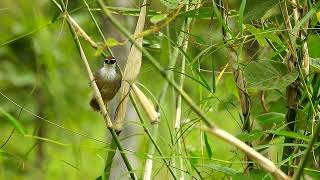 ChestnutCapped Babbler Call [upl. by Wales]