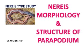 NEREIS TYPE STUDY Nereis Morphology amp Structure of Parapodium [upl. by Amalee117]