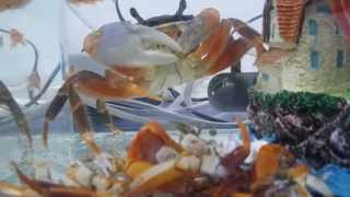 انسلاخ سرطان البحر Moulting of Crab 2552014 [upl. by Lauder]