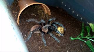 Acanthoscurria geniculata and Sericopelma sp El Cope feeding [upl. by Anniala]