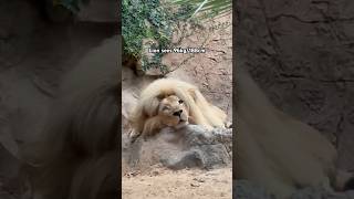 Lion sees 96kg of meat [upl. by Hinch]