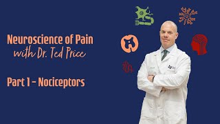 Neuroscience of Pain Part 1  Nociceptors [upl. by Ahsinyt]