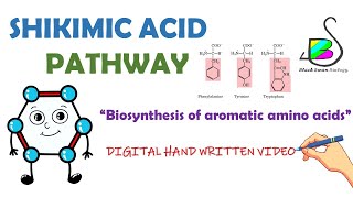 SHIKIMIC ACID PATHWAY  Biosynthesis of phenylalanine  Phenolic compounds  Secondary metabolite [upl. by Spanos151]