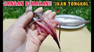 AWAS Bahaya Ikan Tongkol [upl. by Sanjiv864]