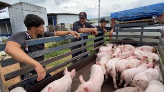 LEVANDO OS SUÃNOS PARA O SÃTIO NOVO LAR  DUROC TA EM DIA DE PARIR NOVOS LEITÃ•ES âž•SUÃNOS DE ENGORDA [upl. by Halyhs390]