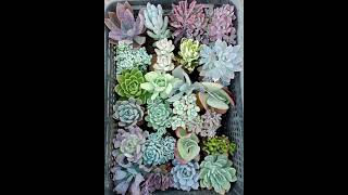 agave agaveplant succulent succulents succulentsforbeginners reels trending [upl. by Ybba417]