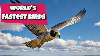 10 FASTEST Flying Birds That Will Leave You Speechless [upl. by Ridgley]